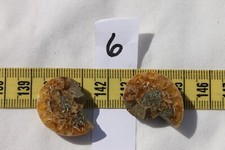 Fossilized Snail Ammonites Natural Specimen  25x20x6mm/ #6-2pc