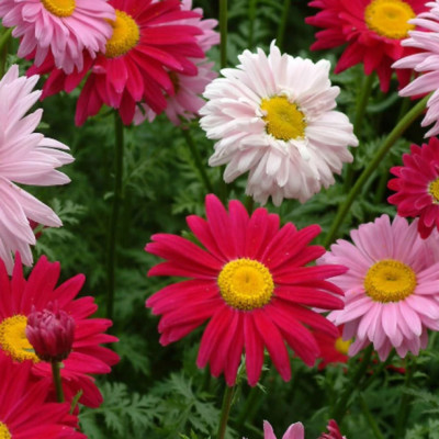 PYRETHRUM PAINTED DAISY- CHRYSANTHEMUM ROBINSONS GIANTS MIXED 25/50/100 ...