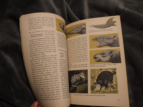 The how and why wonder book of prehistoric mammals by Martin L Keen 1962 - Picture 4 of 8