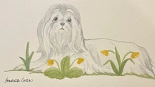 Shih Tzu Original Watercolor by  British Artist Sandra Coen Lying in Grass
