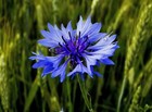 100 Graines de Bleuet - fleurs plante mellifère jardin méthode BIO