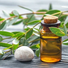 Tea Tree Scent Fragrance Oil