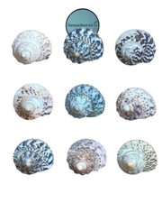 Mexican Turbo Sea Shell Beach Craft Hermit Crab 1 1/2" - 2 1/2" (20 PCS) #JC-034