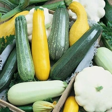 5 Species Mix Summer Squash 25 Seeds | Gold  Black white marrow grey and Trieste