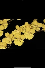 Orchid Species Zelenkoa onusta ( Seedling )