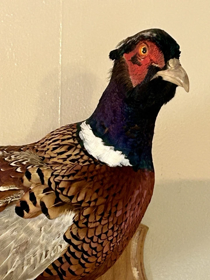 Anillo Cuello FAISÁN Pájaro Taxidermia Reposo Pared Colgante Montaje Expositor Foto 2 de 4