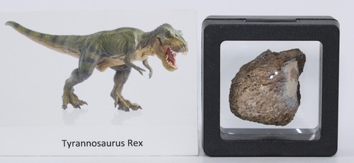 Tyrannosaurus rex T Rex Fossil Bone piece Hell Creek South Dakota SD COA 6667 - Picture 4 of 11