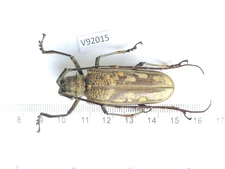 V92015. Insects, Beetles, Cerambycidae sp. North Vietnam, Lai Chau