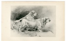 CLUMBER SPANIEL DOGS RARE ANTIQUE 1897 DOG ART PRINT by Artist ARTHUR WARDLE