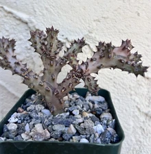 Persian Carpet – Edithcolea grandis Succulent Plant