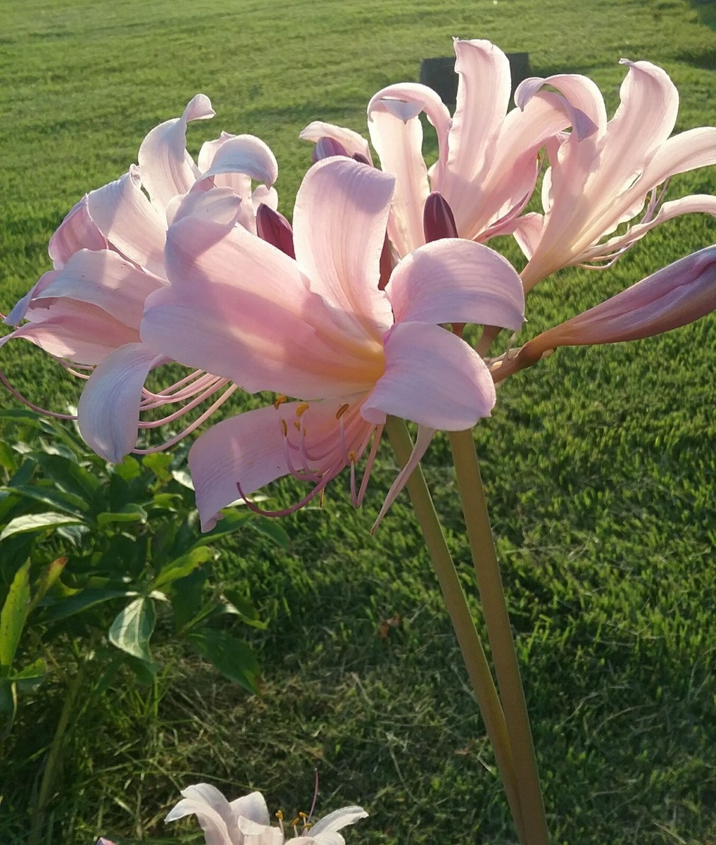 10 Bulbs Lycoris Squamigera Resurrection Lily Surprise Lily Naked Ladies |  eBay