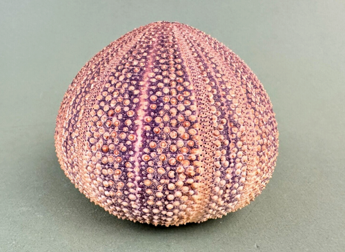 Vintage MCM Mid Century Real Nature Sea Urchin Shell Shade ONLY 4.5''Dx4''H - Picture 4 of 10