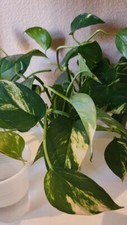 Golden Pothos Starters (3 pack) No Pots. Rooted and Ready