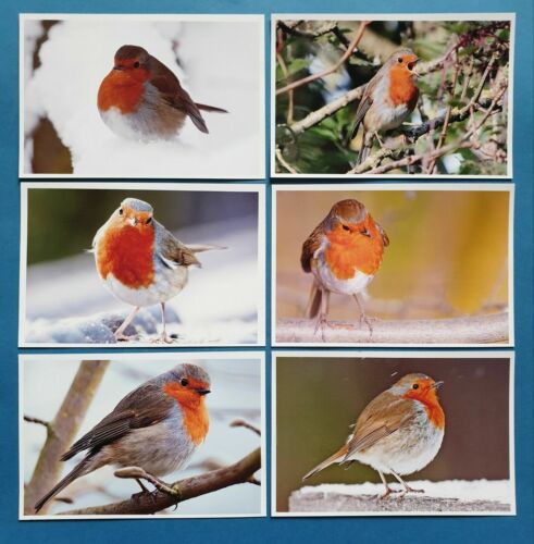 Set of 6 NEW Bird Postcards, European Robin Red Breast, Nature, Snow 99M - Picture 1 of 8