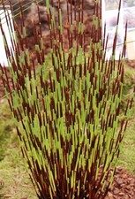 Elegia tectorum plug Plant  Cape Reed