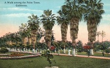 Walk Among The Palm Trees California CA Vintage Postcard
