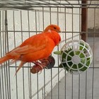 Bird Accessories Bird Cage Supplies Bird Cage Environment Twist-Fix Design