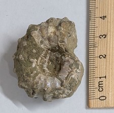 120 Million Year old AMMONITE Fossil From Madagascar (F8087)