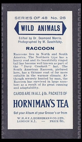 RACCOON - 65 + year old English Trade Card # 26 - Picture 2 of 2