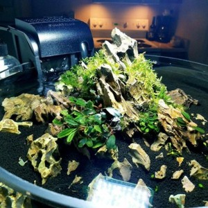 aquarium rock driftwood stone shrimp dragon fish ohko tropical plant ada tank