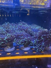 Black Panther Torch Coral