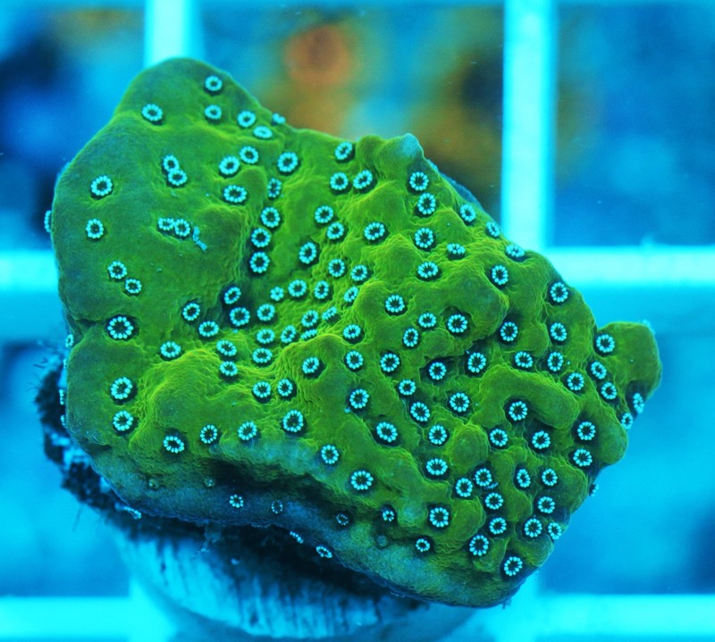 Tyree Montipora Undata Frag Zoanthids Zoa Paly SPS LPS Corals, WYSIWYG