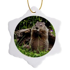 3dRose, USA, Minnesota, Sandstone. Groundhog feeding on a flower., Ornament