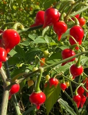 BIQUINHO SWEETY DROP (RED HOT) CHILI LOT OF 3 Hot Pepper LIVE PLANTS