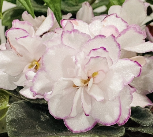 African Violet plant. Two w Miss Sophie. .Starter plant. Very Rare!
