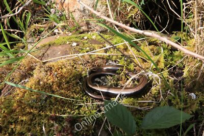 Foto 12x8 Langsamer Wurm sonnt sich auf einer Trockenmauer Firmary Der lateinische Name für c2010