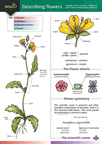 Describing Flowers by Anne Bebbington 9781851538423 NEW Free UK Delivery - Image 3
