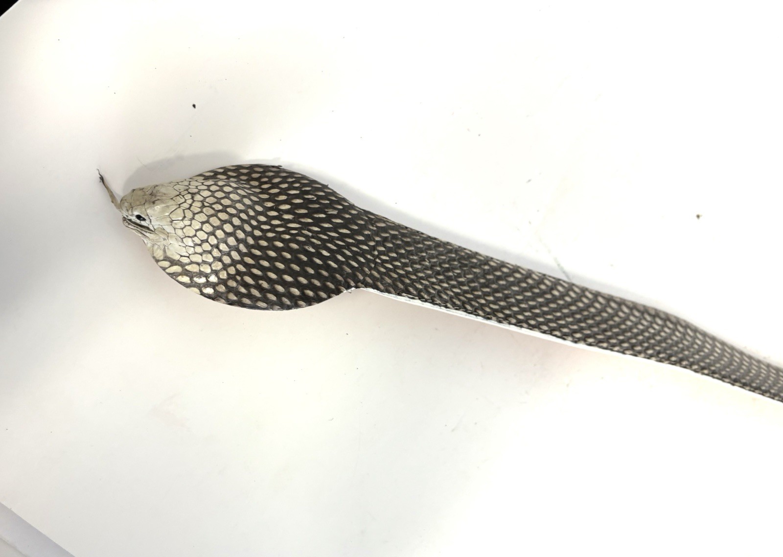 Circle G Exotic Gold Python Vamp Black Leather Bo… - image 18