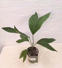 Chamaedorea ernesti-augusti WYSIWYG �Own Root