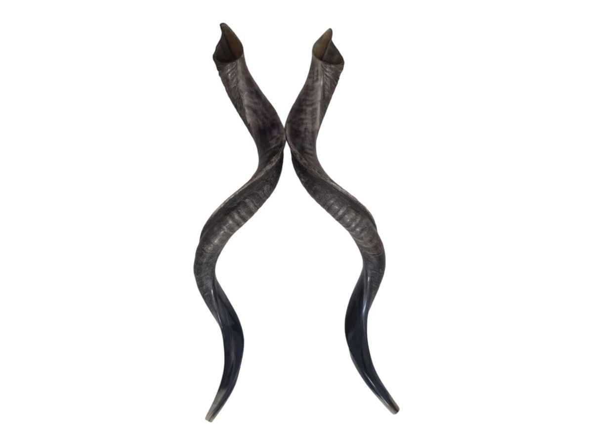 Kosher Yemenite Kudu Shofar Pair 40
