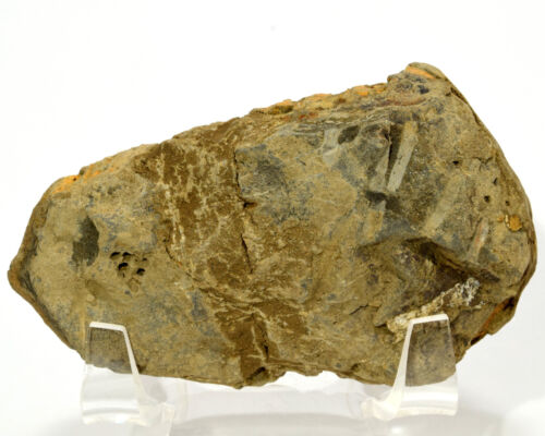 Piedra decorativa fósil mineral natural de 3" muestra de trilobite de calimeno - Marruecos - Imagen 4 de 4