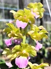 Vanda vietnamica x Rhynchostylis coelestis, Fragrant Plant, Orchid Plant, RARE
