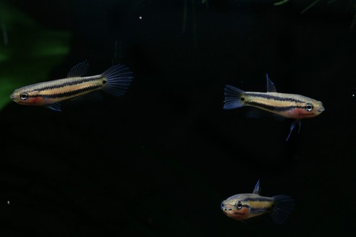 8x young Brunei beauty Betta Macrostoma - mouthbrooder, very rare, UK tank bred - Picture 3 of 7