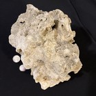 Ancient 9.2 Lbs Of Fossilized Coral 😱 Found on 22Acres in Bruno Arkansas Rare! — photo 8