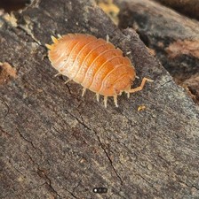 100 Spanish Orange Isopods Porcellio scaber  Free Shipping  Bioactive Crew 