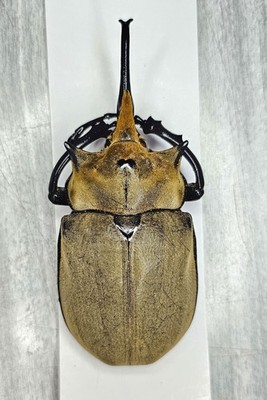 Dynastidae : Megasoma elephas elephas 110mm A1 Wild
