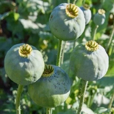 20,000 Imported Czech Republic Papavear Somniferum Poppy Seeds for Planting