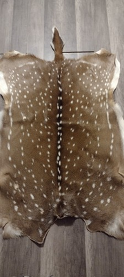 #ad Axis Deer Hide – 45quot; or 51.5quot; – Spotted Fur Rug Pelt – Excellent Fur Condition $199.99