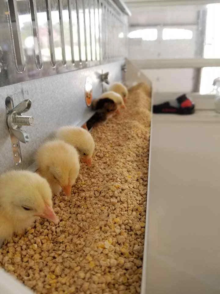 Brooder GQF 0534 Universal Heated Box Brooder Chicks Chickens - Made in the  USA! 741194005340 | eBay