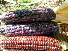 Santo Domingo Dent - excellent for cornmeal and posole