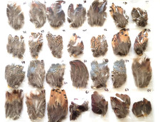 PHEASANT TAIL FEATHERS - U PICK - Various Feather Packs - Fly Tying Materials