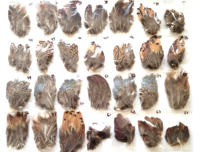 PHEASANT TAIL FEATHERS - U PICK - Various Feather Packs - Fly Tying Materials