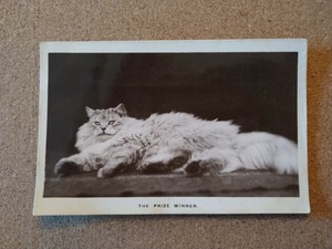 Vintage Cat Postcard Large Long Haired Tabby Cat Rppc Early