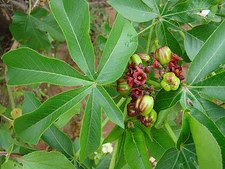 JATROPHA EXCISA pubescens rare flower carnivorous plant succulents seed 30 SEEDS