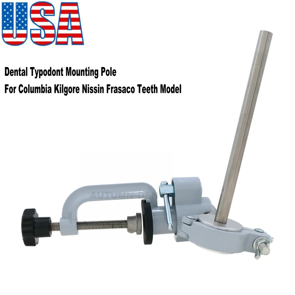 Модель стоматологического типодонта типа Dentoform 860 со съемными зубами 32 шт. США - Изображение 4 из 4