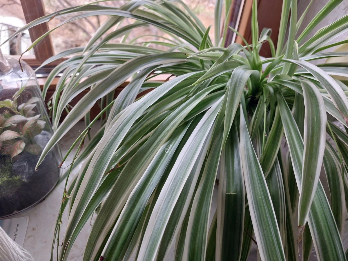 Grnlilie Samen 120 Stck  Pflegeleichte Zimmerpflanzen Balkonpflanzen  Exoten Fr Haus & Garten